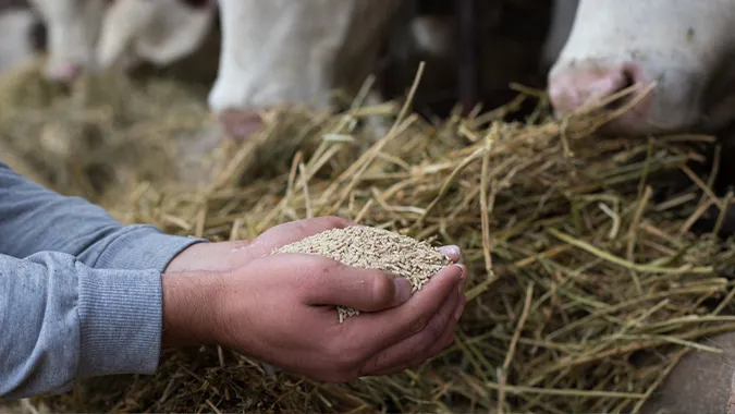 Ultra Premium Direct : le futur de l&rsquo;alimentation animale passe par l&rsquo;e-commerce et les services d&rsquo;abonnement